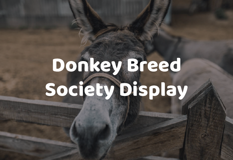 BAS26_Attractions_DonkeyDisplay