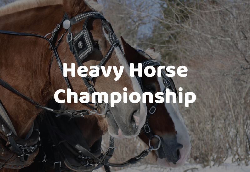 BAS26_Attractions_HeavyHorseChamp
