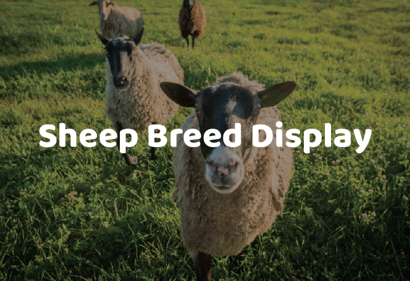BAS26_Attractions_SheepDisplay