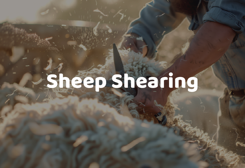 BAS26_Attractions_SheepShearing