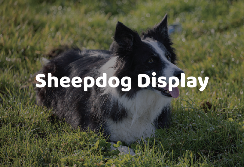 BAS26_Attractions_SheepdogDisplay